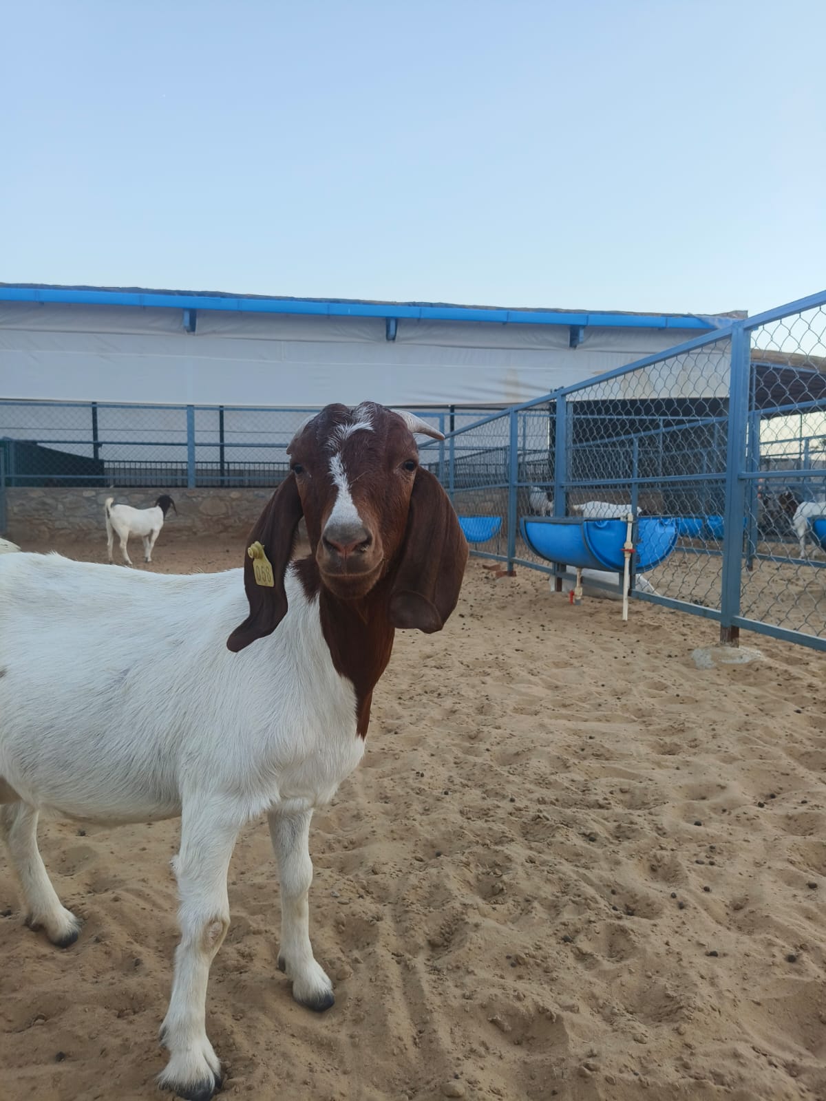 Market Opportunities for Sirohi & Sirohi–Boer Goats in Rajasthan & Beyond