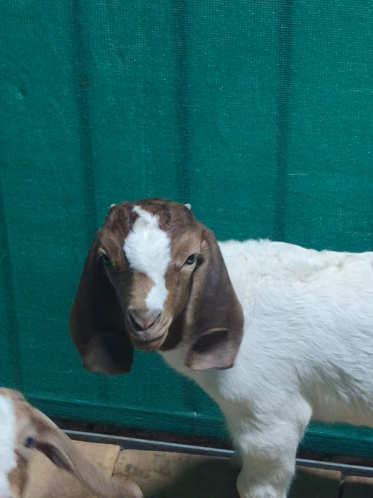 African Boer Goat gallery