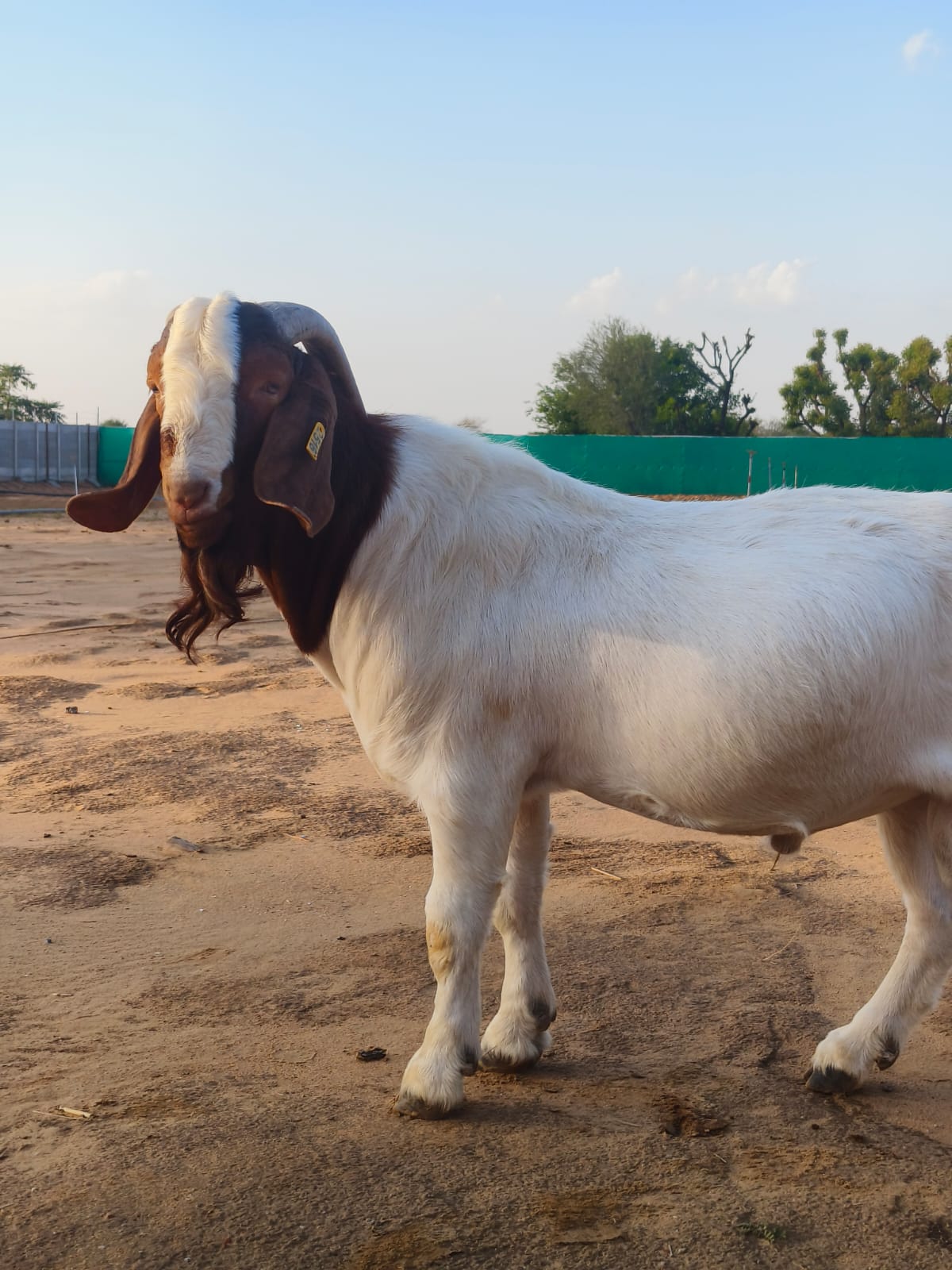 Boer Profile