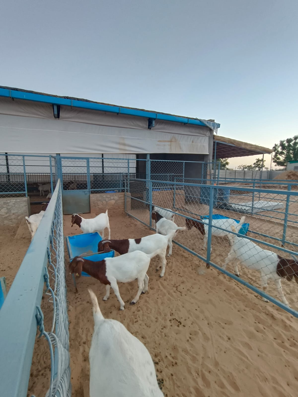 Designing the Right Feed Ration for Sirohi, Boer and Crosses