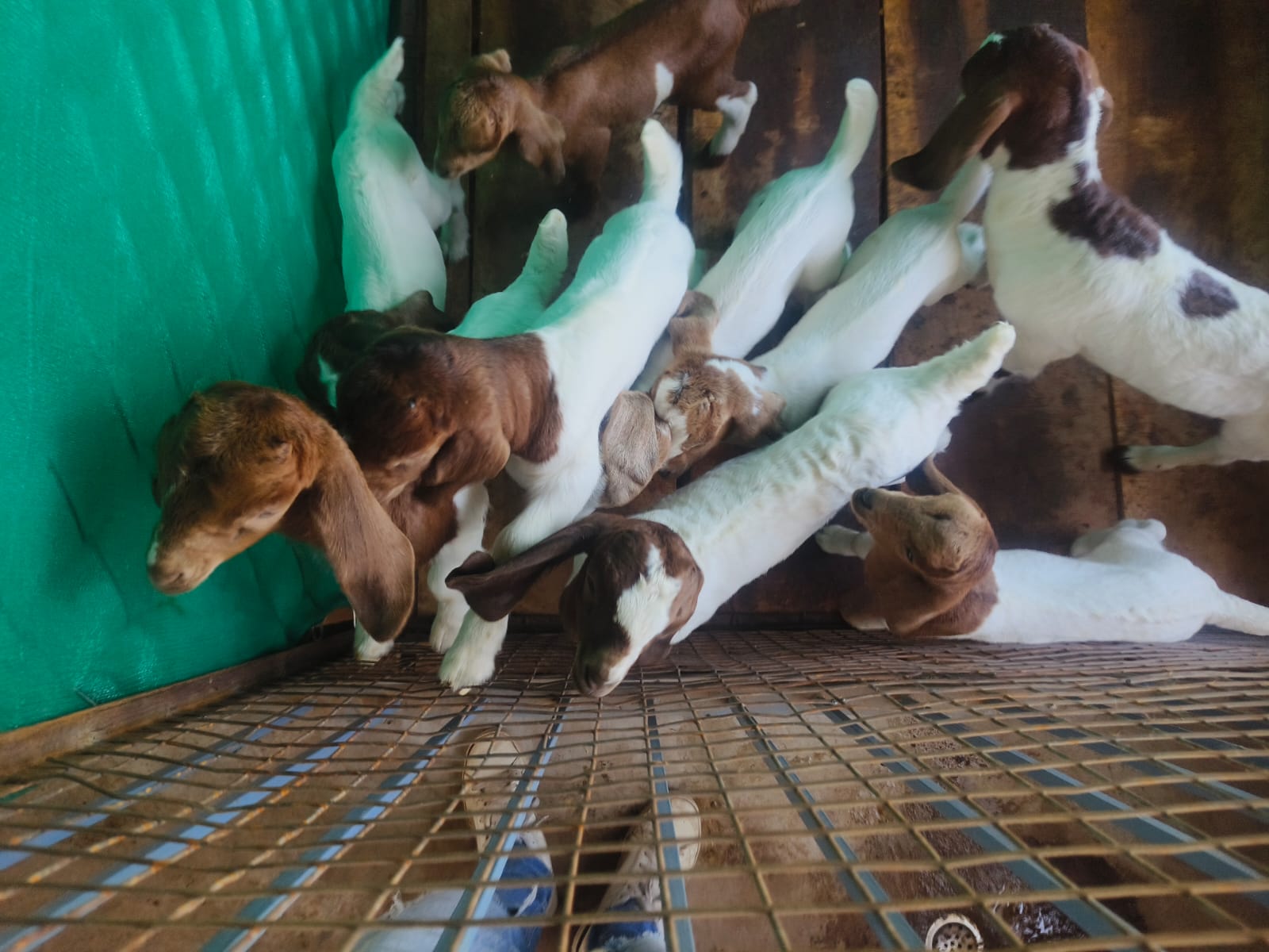 How Small Farmers Can Benefit from the Booming Goat-Farming Industry