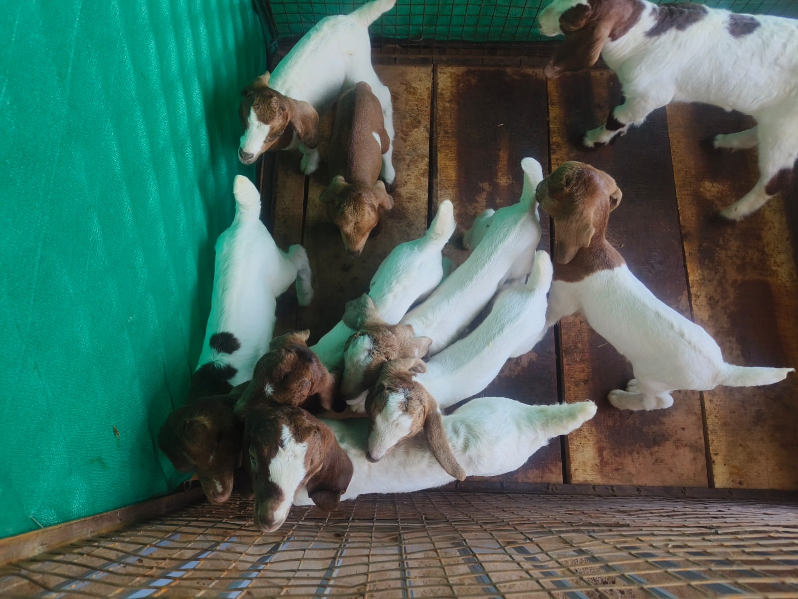 Young Stock Group