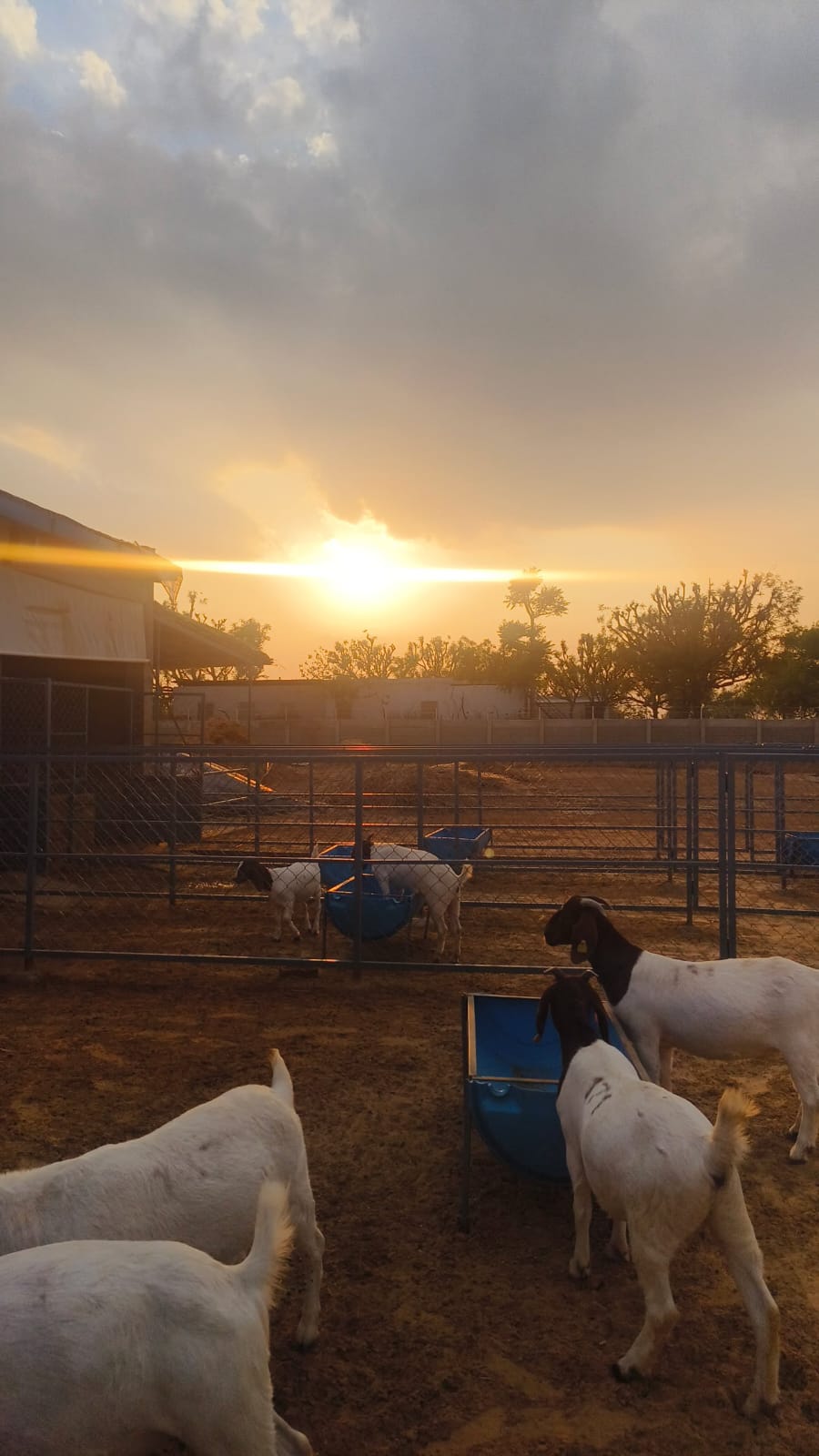 How to Cut Feed Costs Without Sacrificing Growth in Sirohi & Boer Goats