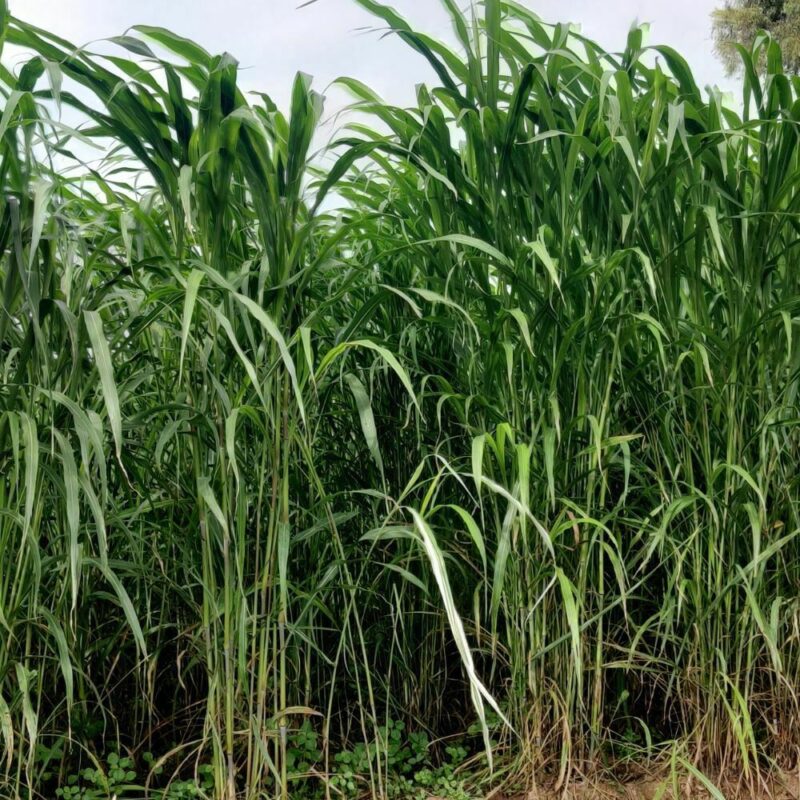 Elephant Grass (Krishna Ghas)