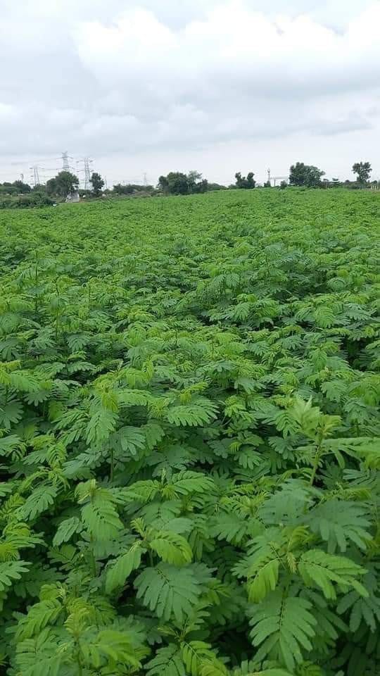 Hedge Lucerne (Dashrath Ghas)