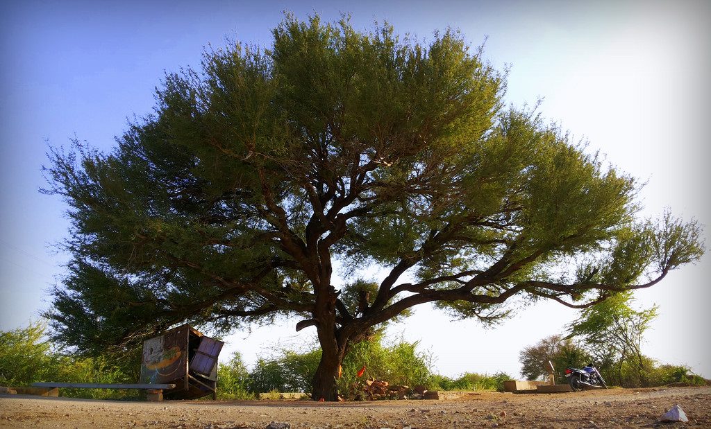 Indian Mesquite (Khejdi)