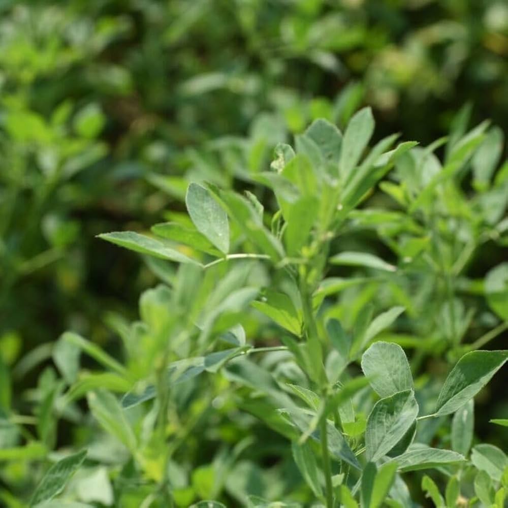 Alfalfa (Lucerne)