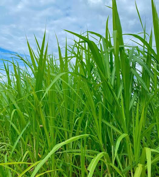Napier Grass