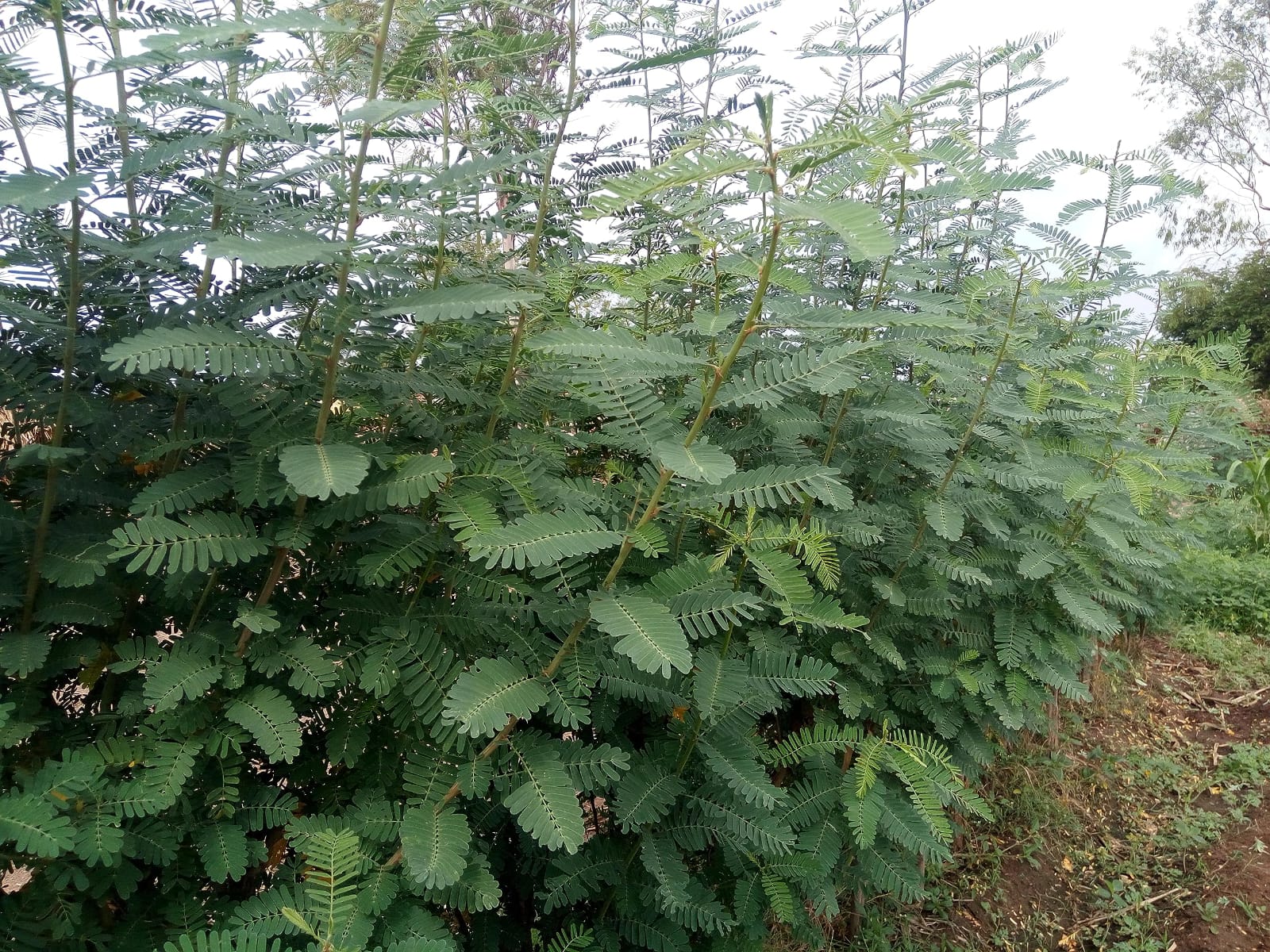 Sesbania Sesban (Sangli Shervi)