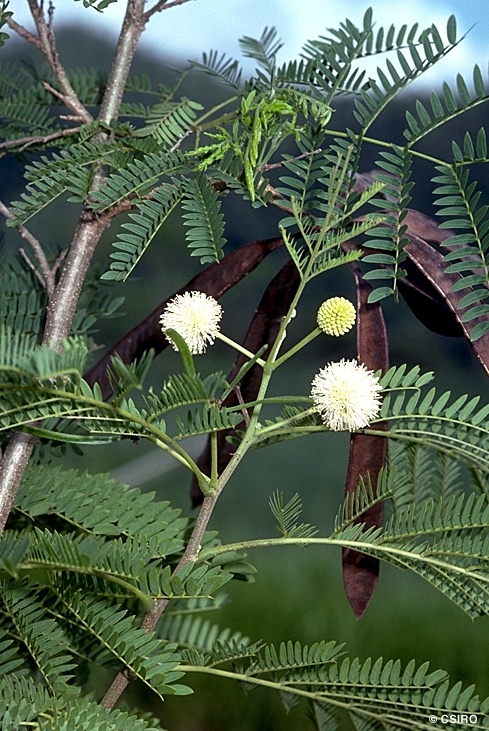 Leucaena leucocephala (Subabool)