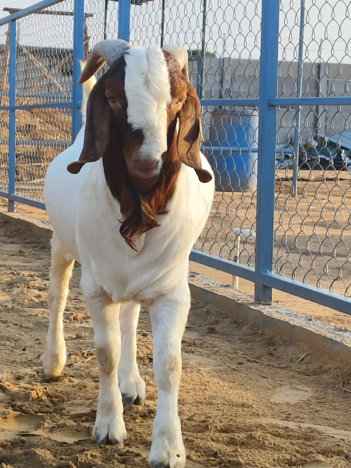 MBS Rambo - Elite African Boer Champion Buck