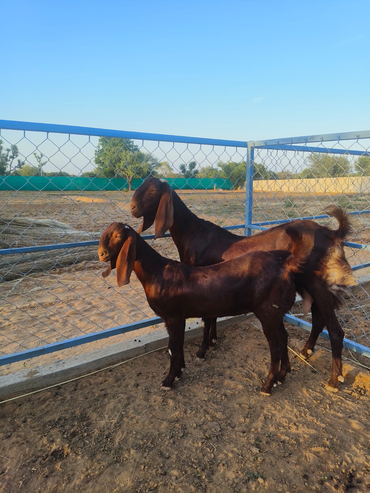 Sirohi–Boer Crossbreeding: The Future of Goat Farming in Rajasthan