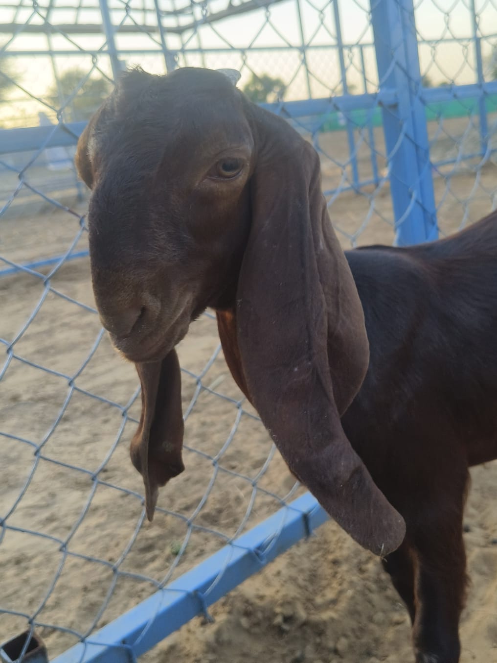 Sirohi Goat gallery